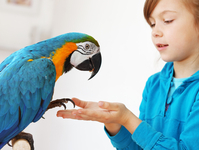 Kleiner Junge mit Papagei auf der Hand