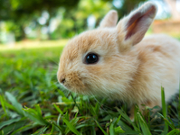 Kaninchen auf Rasen